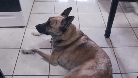 German Shepard Relaxing in a Kitchen Stock Footage 212779806