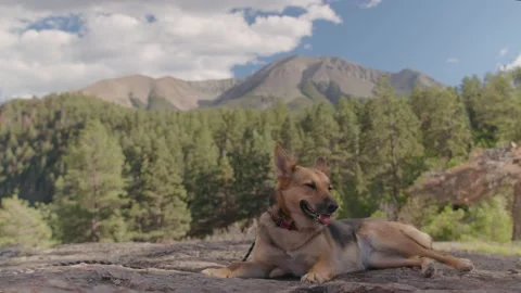 German Shepard sitting the base of a Mountain. Stock Footage 204869542
