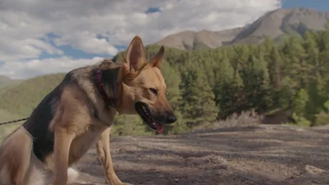 German Shepard sitting with Mountain background. Stock Footage 204869363