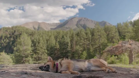 German Shepard taking a rest at the base of a Mountain. Stock Footage 204869535