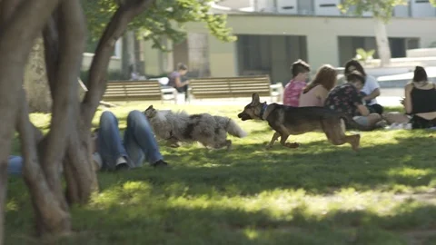 German Sheperd And Border Collie Playing Stock Footage 90915247