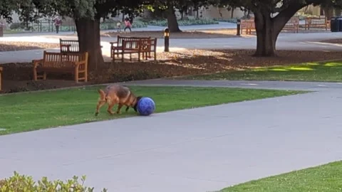 German sheperd playing with a large ball Stock Footage 242890967