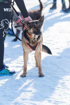 German sheperd in snow Stock Photos
