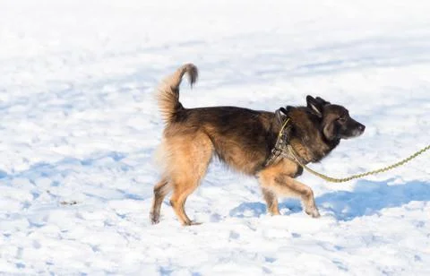 German sheperd in snow Stock Photos