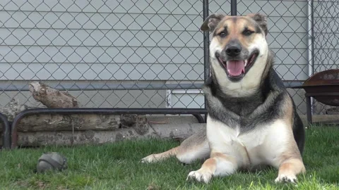 German Shephard Cooling Down Stock Footage 180175520
