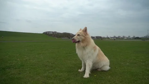 German shepherd 2 Video stock 107095913