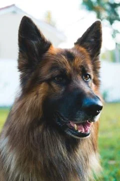 German Shepherd 2 Stock Photos