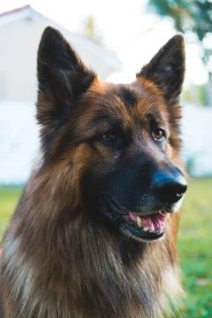 German Shepherd 3 Stock Photos
