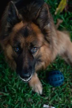German Shepherd 3 Stock Photos