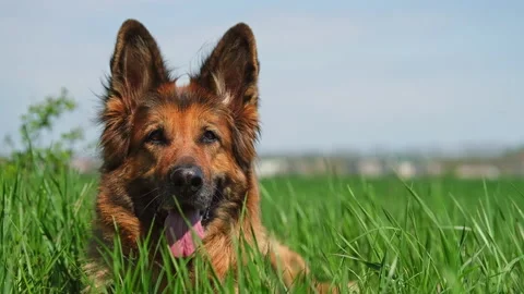 German shepherd aged, lies among the green grass. Stock Footage 239579377