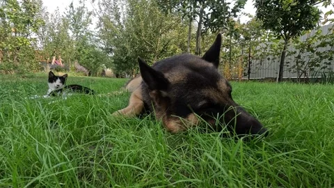 German Shepherd and cat lying in the garden Vídeo Stock 334061014