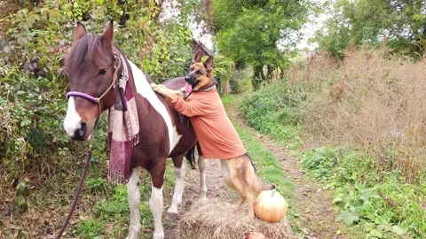 A German shepherd and horse Stock Footage 256967006