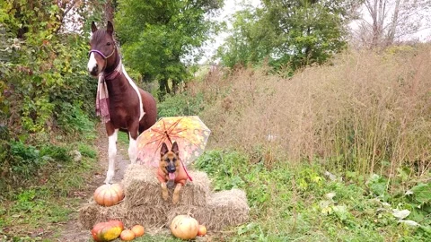 A German shepherd and horse Stock Footage 256967013