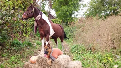 A German shepherd and horse Stock Footage 256967074