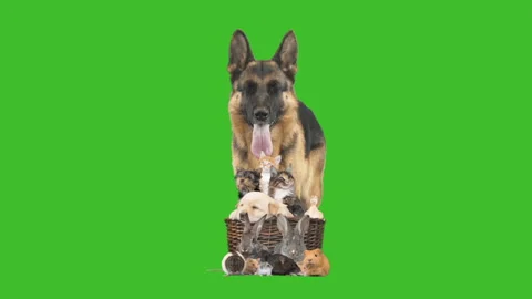 German Shepherd and pets in a wicker basket on green screen Stock Footage 146029994