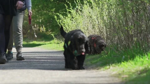 German shepherd and two cocker spaniels out for spring group walk in nature p Stock Footage 186012507