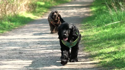 German shepherd and two cocker spaniels out for spring group walk in nature p Stock Footage 186013231