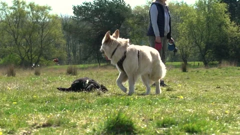 German shepherd and two cocker spaniels out for spring group walk in nature p Stock Footage 186014712
