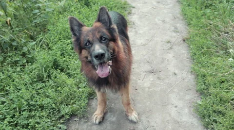 German Shepherd Asks His Master to Play Stock Footage 67300962