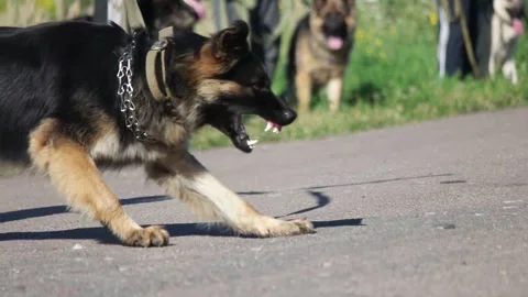 German shepherd attacks, slow motion Stock Video Pond5