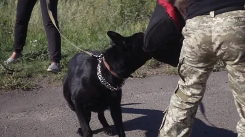 German shepherd attacks, slow motion Vidéo 133509675