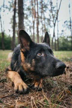 German Shepherd attentively waits for command during training in the forest Stock Photos