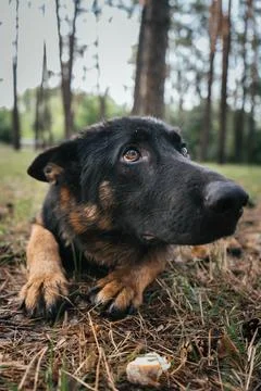 German Shepherd attentively waits for command during training in the forest Foto stock