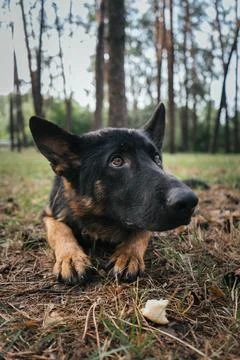 German Shepherd attentively waits for command during training in the forest Foto stock