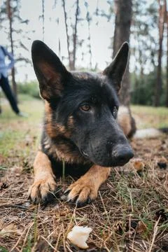 German Shepherd attentively waits for command during training in the forest Stock Photos