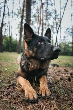 German Shepherd attentively waits for command during training in the forest Foto stock