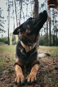 German Shepherd attentively waits for command during training in the forest Stock Photos