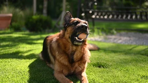 German Shepherd with a Ball Stock Footage 195960334