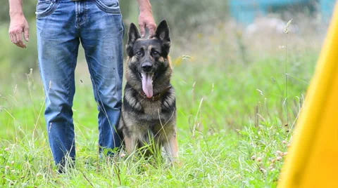 German shepherd on a barking and biting training Stock Footage 66757847