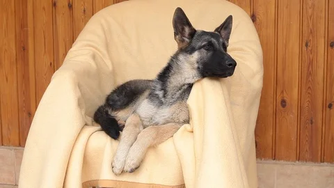 German Shepherd is barking and howling when he is listening to a Christmas song Stock Footage 100073066