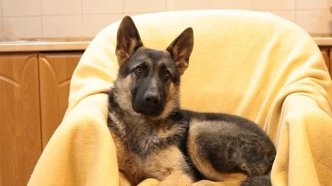 German Shepherd is barking and howling when he is listening to a Christmas song Stock Footage 100073315