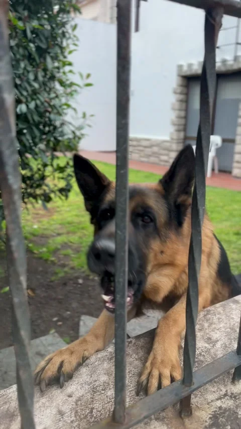  German Shepherd barking behind a backyard fence Stock Footage 312147250