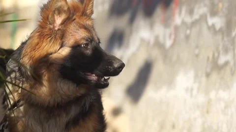 German Shepherd Barking At Cat With Audio Stock Footage 305938803