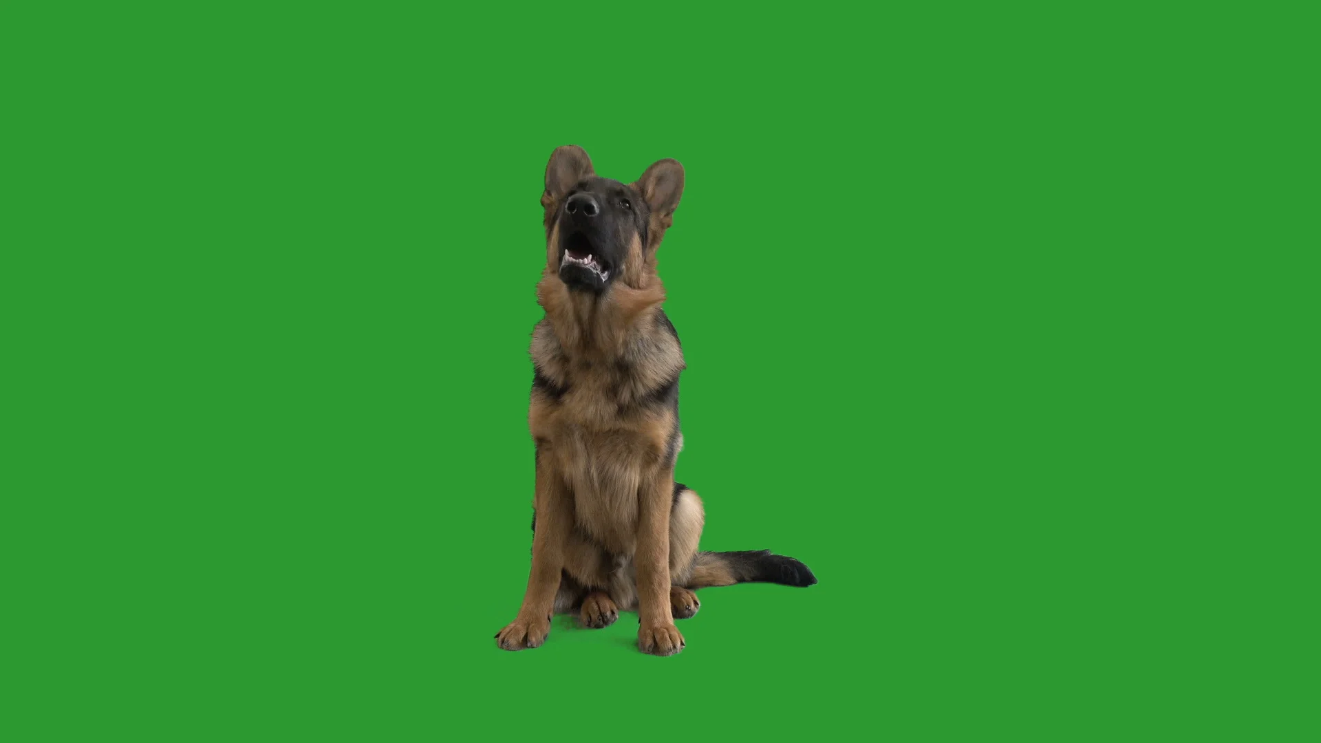 German shepherd barking on the green screen