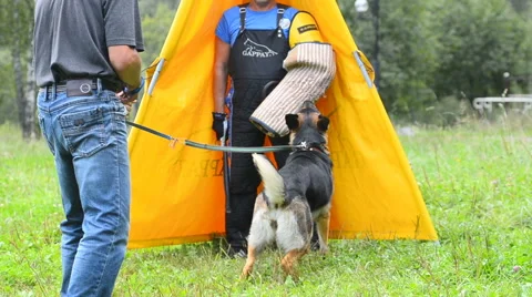 German shepherd on a barking training Stock Footage 66758058