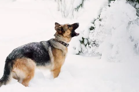 German Shepherd barking in winter, copy space Stock Photos