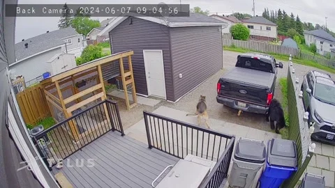 German Shepherd Barks At Backyard Bear, Canada - 07 Jun 2024 Video stock 277412155