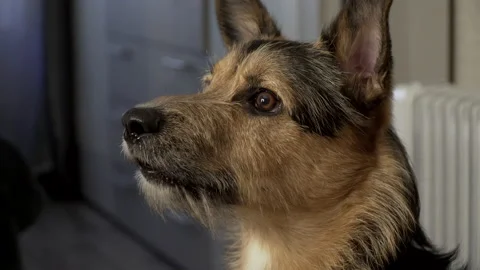 The German Shepherd barks at the command of the owner 스톡 동영상 155164304