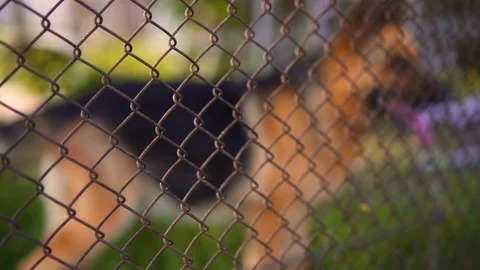 German shepherd behind the net, day Vidéo 109930686