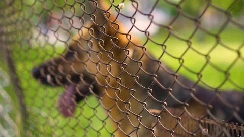 German shepherd behind the net, day Stock Footage 109930786