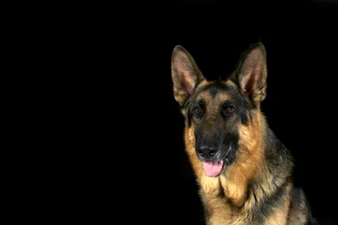German shepherd on a black background Stock Photos