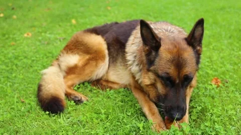 German Shepherd Breed Dog That Bites An Apple To Eat In A Resting Posture Stock Footage 207463860