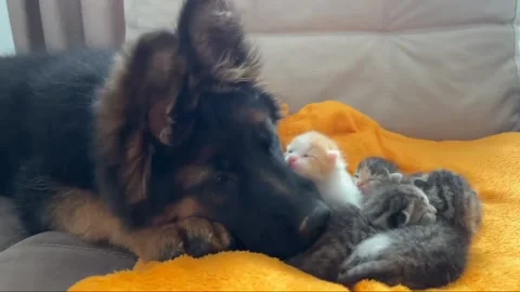 German shepherd caring kittens. Stock-Footage 213870405
