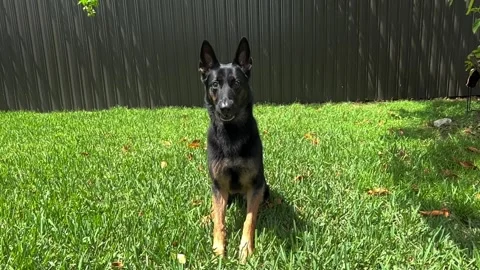 German shepherd catching  a ball Stock-Footage 202240603
