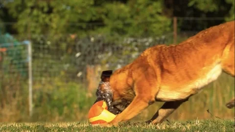 German Shepherd chasing ball with outdoors. Stock Footage 305371886
