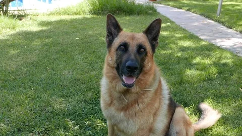 German Shepherd Close up Vídeo Stock 92721303